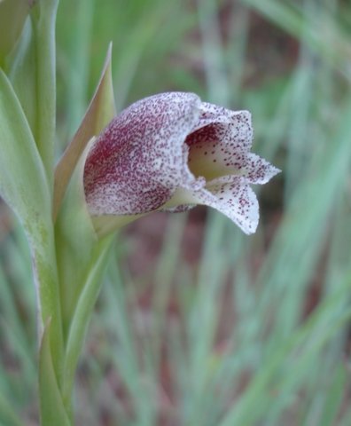 Gladiolus ecklonii bracts behind the flower